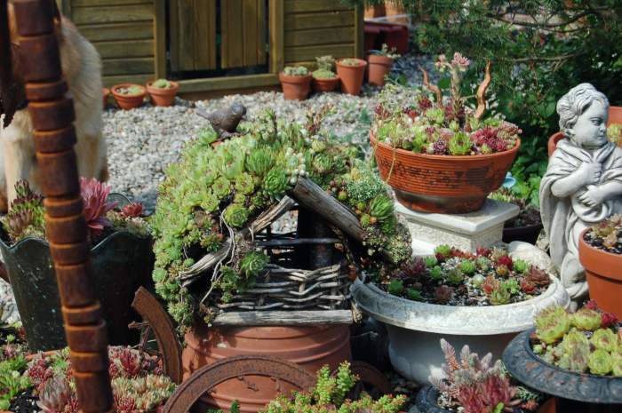 Sempervivum Dachwurz Hauswurz